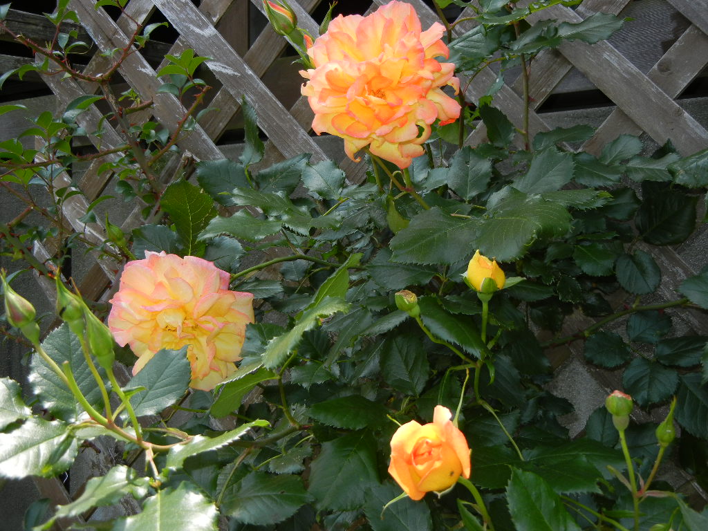 2011年5月22日(日)心ちゃん、今日も外出禁止!_f0060461_2071531.jpg