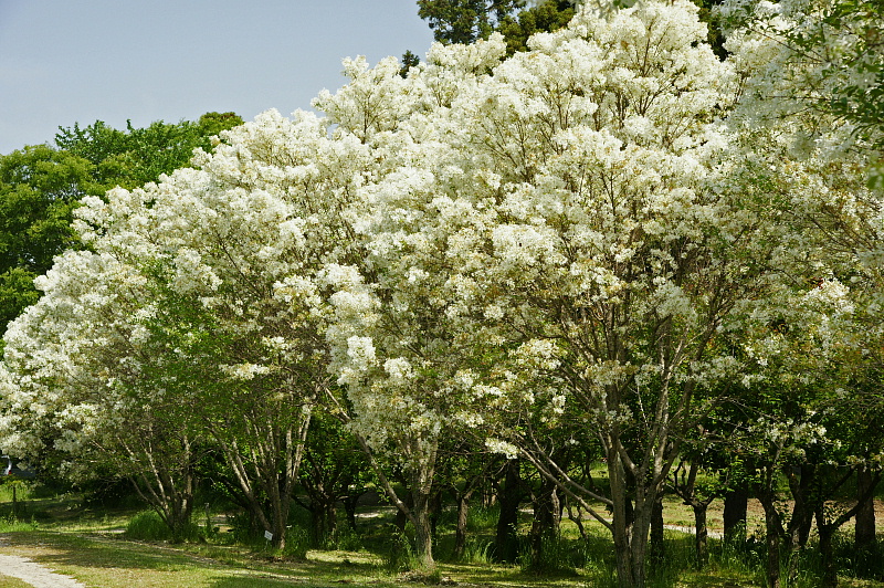 初夏を彩る花たち （その２）_e0006964_9295961.jpg