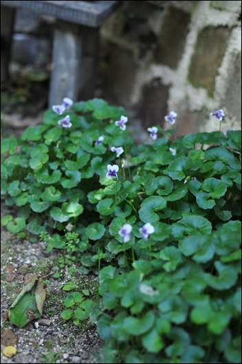 f0207664_531381.jpg