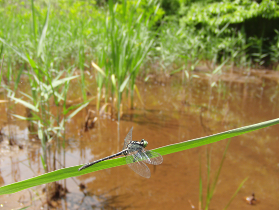 一気に夏に_e0167571_9391344.jpg