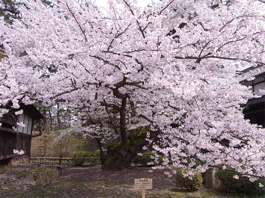 青森秋田旅行・2日目_c0022376_10391353.jpg