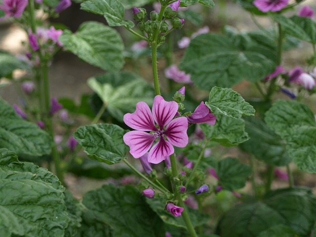 d0054276_20233464.jpg