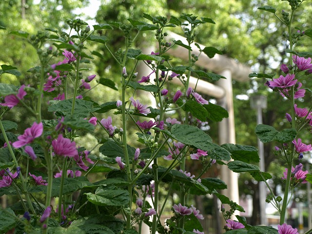 d0054276_20234837.jpg