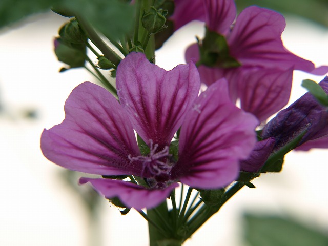 d0054276_20241086.jpg