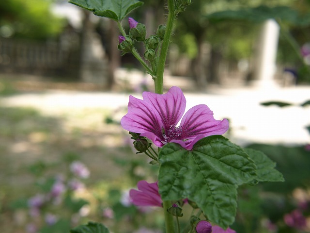 d0054276_20251081.jpg