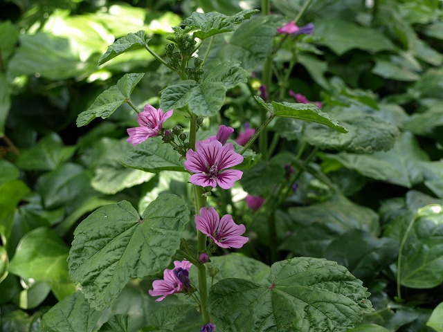 d0054276_20252269.jpg