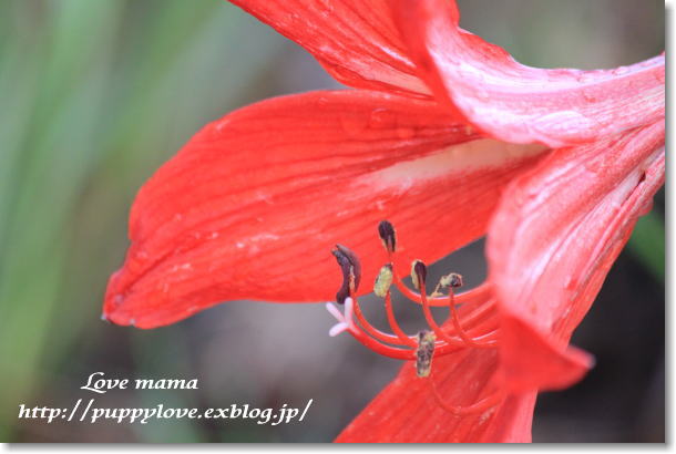 雨が止んだら・・・・・そしてパピーを見に父が！！_b0136683_2215464.jpg