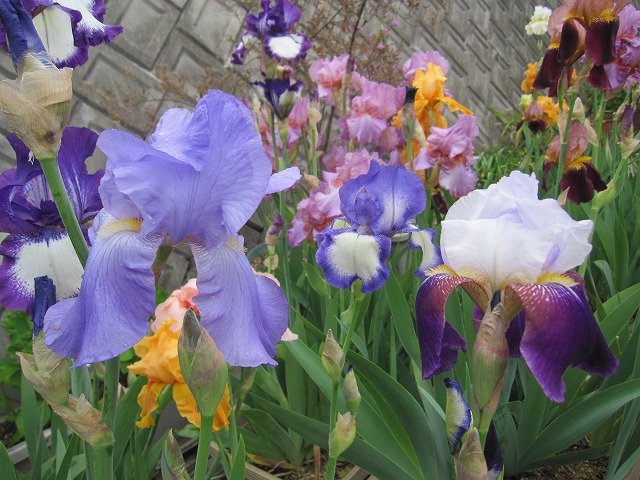 b0182884_0572237.jpg