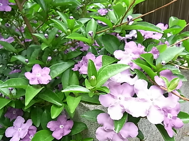 b0206784_16313362.jpg