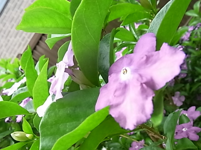 b0206784_16315474.jpg
