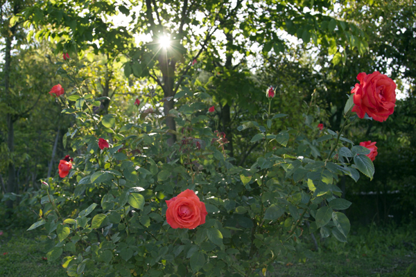 都心の薔薇_e0176691_22321255.jpg