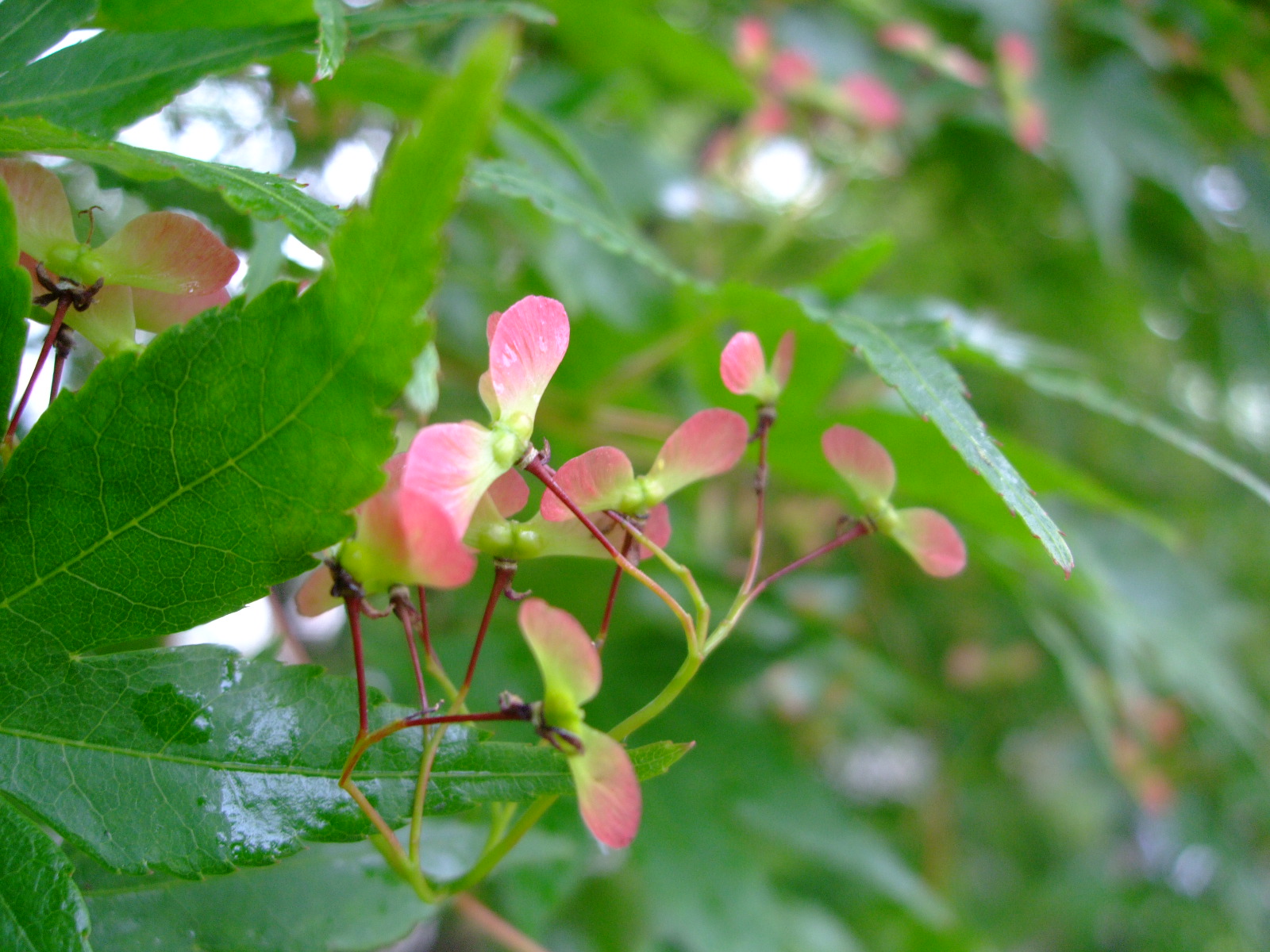 カエデの種＆新寺かいわいの5月の花々_f0100593_13134311.jpg