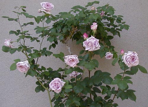 ●薔薇三題、若冲の「薔薇小禽図」の訪問着、さらに_d0053294_23595544.jpg
