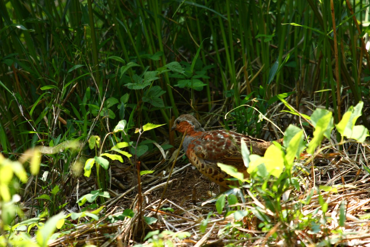 【里山の鳥達】_e0167295_2192936.jpg