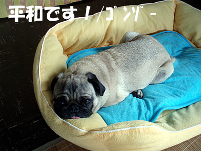 散髪 パグの蔵 散髪 パグの蔵