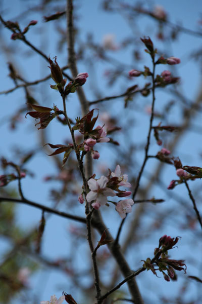2011.5.22　　我が家の桜が咲きました_d0160199_19104845.jpg