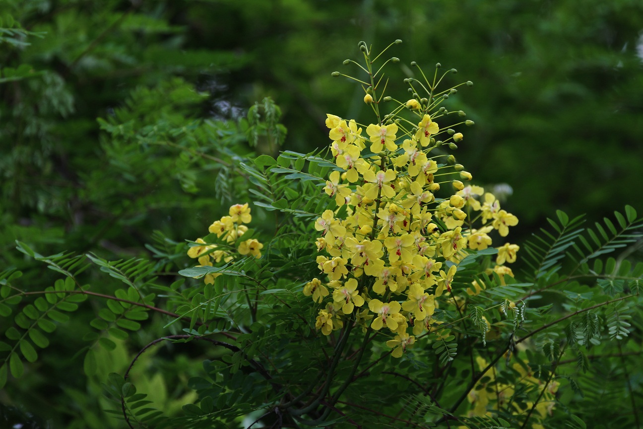 華麗な花姿なのに ジャケツイバラ そよ風のつぶやき 華麗な花姿なのに ジャケツイバラ そよ風のつぶやき