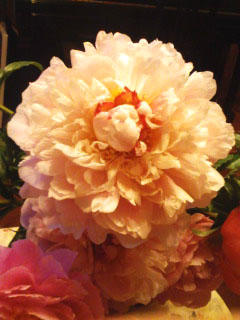 旅する芍薬 2011の3_f0162400_15261024.jpg