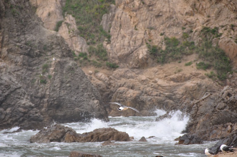 村上市、笹川流れに於いて Wave, rocks, and sea gulls_b0128609_114457.jpg