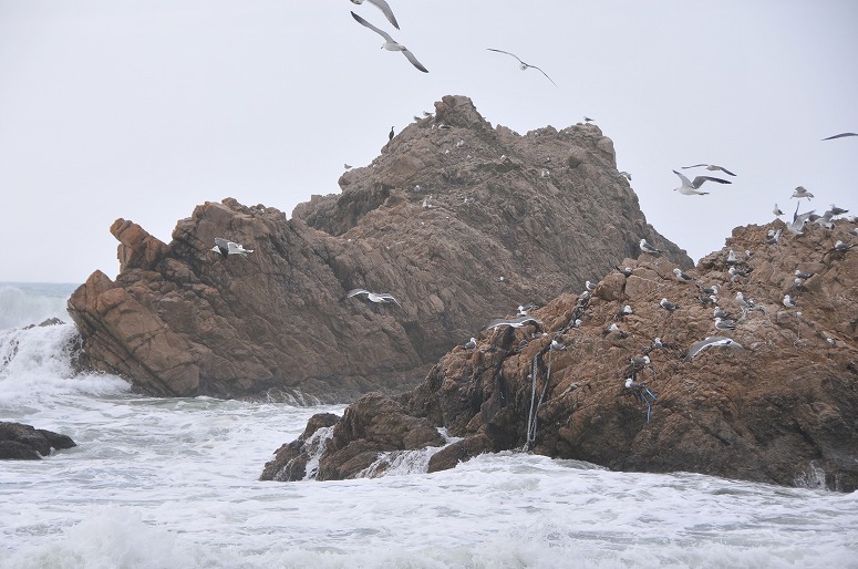 村上市、笹川流れに於いて Wave, rocks, and sea gulls_b0128609_1162632.jpg