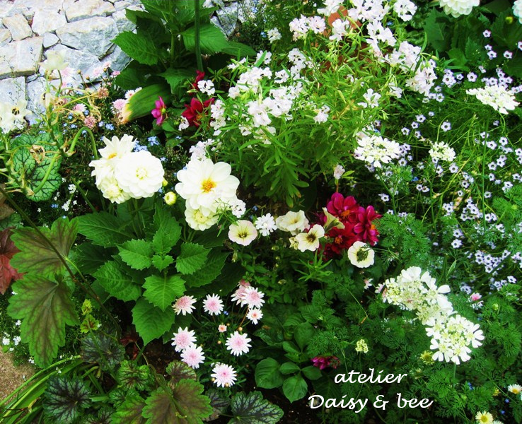 ポンポン花5 23 Daisy Bee の多肉でガーデニング