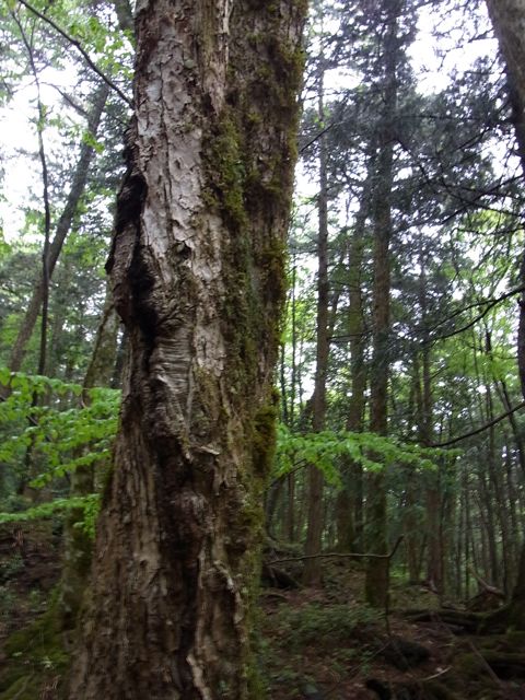 e0122013_1311666.jpg