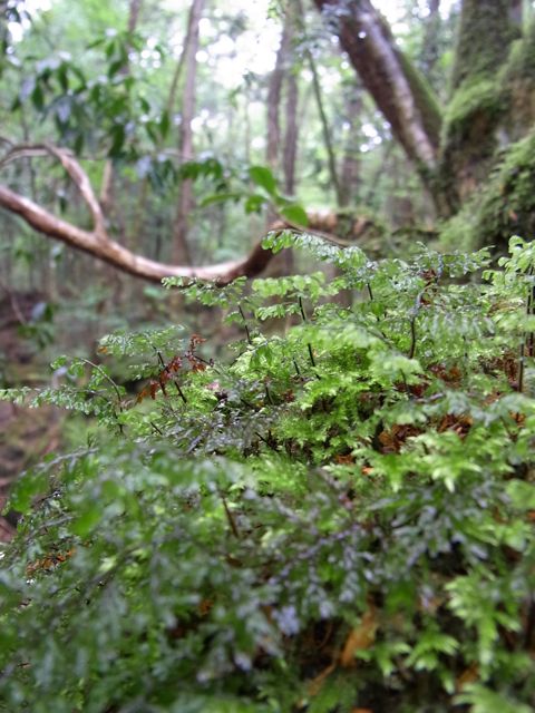 e0122013_1353641.jpg
