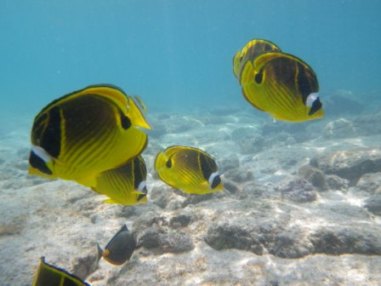 ハワイ島リトリート。3日目の様子_c0125114_14591877.jpg