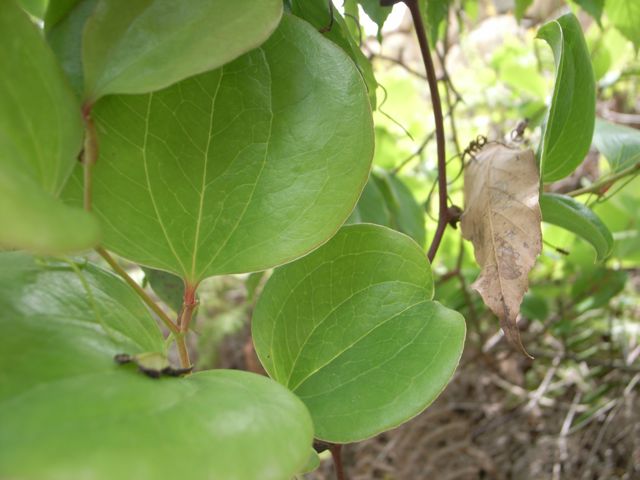 かからん葉 時々是好日
