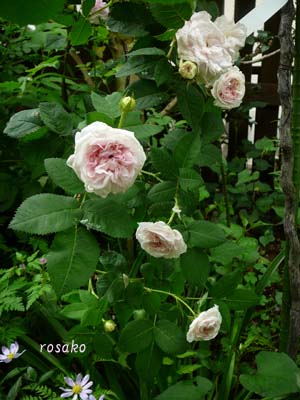 雨の中の薔薇たち_f0059818_22442771.jpg