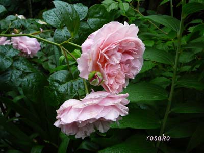 雨の中の薔薇たち_f0059818_22451899.jpg
