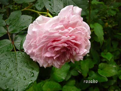 雨の中の薔薇たち_f0059818_2247941.jpg