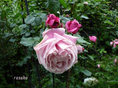 雨の中の薔薇たち_f0059818_22541585.jpg