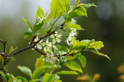 f0170524_1602626.jpg