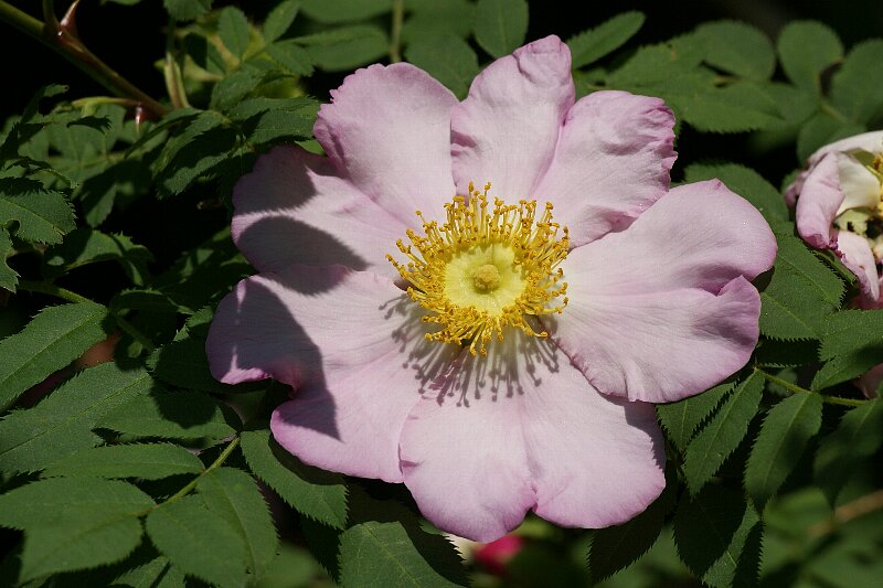 バラ園の片隅で・・・☆イバラ系一重のバラたち☆_a0122932_17362774.jpg