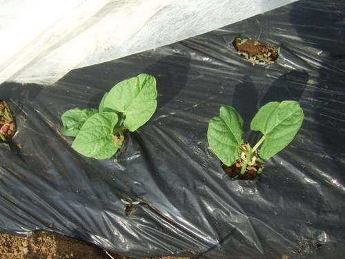 雨がふれば花も野菜も.....急成長!_b0137932_17522022.jpg