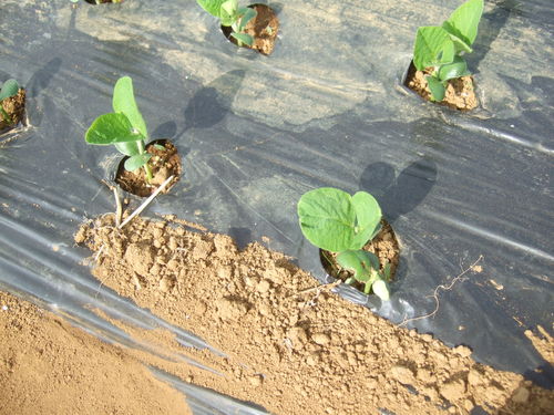 雨がふれば花も野菜も.....急成長!_b0137932_17523135.jpg