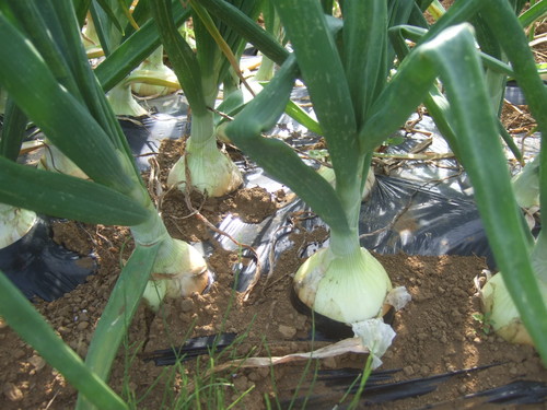 雨がふれば花も野菜も.....急成長!_b0137932_17524331.jpg