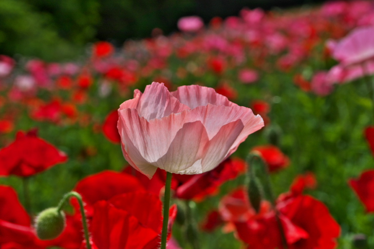 くりはま花の国　ポピー　2011-5-21_c0153534_18494413.jpg