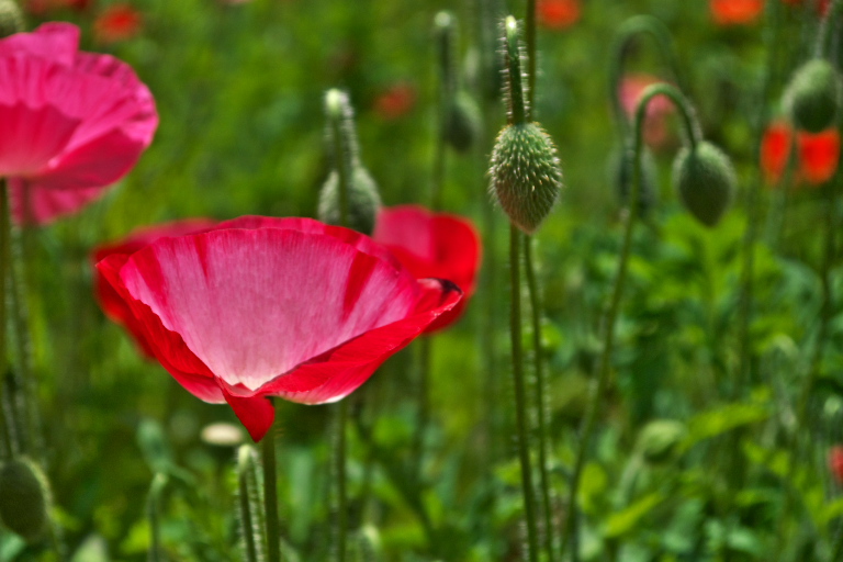 くりはま花の国　ポピー　2011-5-21_c0153534_18574518.jpg