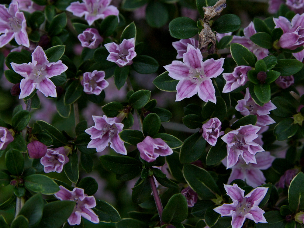 ハクチョウゲ 白丁花 とムラサキハクチョウゲ 紫白丁花 みっちー ふらふらと