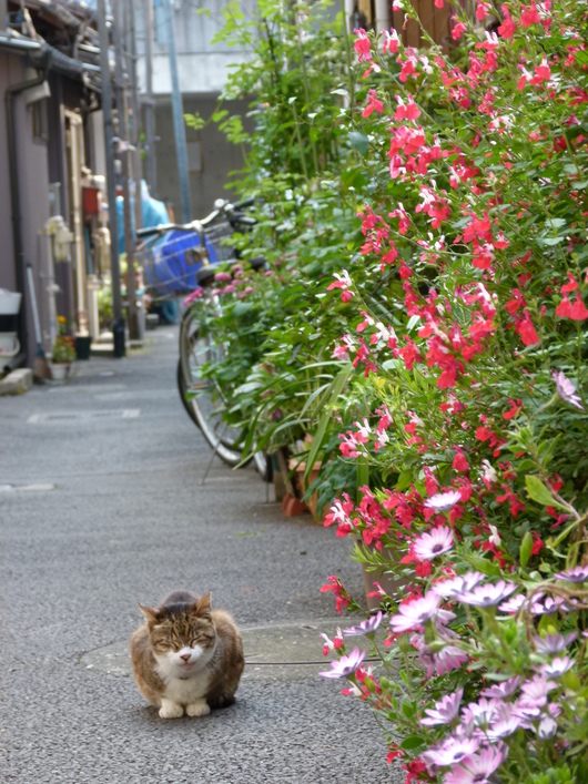 下町の猫_a0165235_226344.jpg