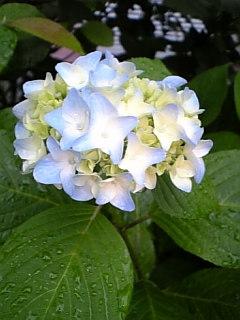 一日中 雨・・・_c0036138_1653990.jpg