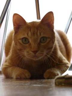 猫のお友だち ちゃーくんちょびくん編。_a0143140_19572978.jpg