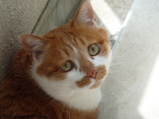 猫のお友だち ちゃーくんちょびくん編。_a0143140_1958634.jpg