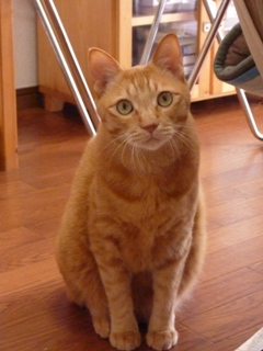 猫のお友だち ちゃーくんちょびくん編。_a0143140_20103221.jpg
