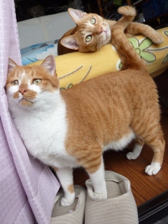 猫のお友だち ちゃーくんちょびくん編。_a0143140_2026299.jpg