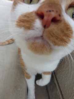 猫のお友だち ちゃーくんちょびくん編。_a0143140_2033226.jpg