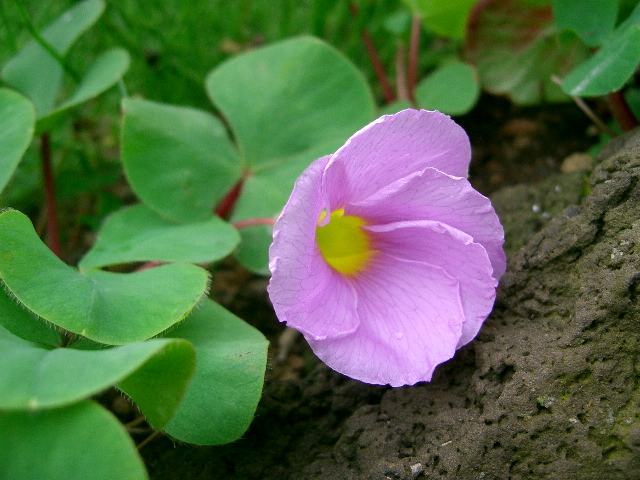 芙蓉酢漿草 フヨウカタバミ ポピュラーな花