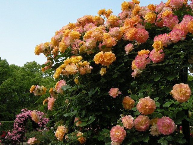     an arch of roses _e0091445_12404743.jpg